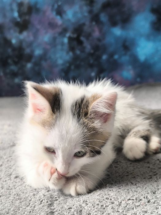 Котенка отдам в хорошие руки