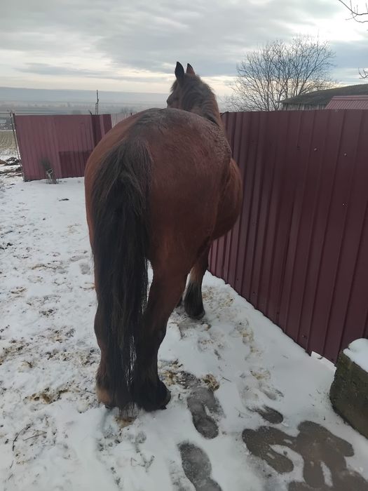 De vânzare iapă de 9 ani intime 160 foarte cuminte si domola