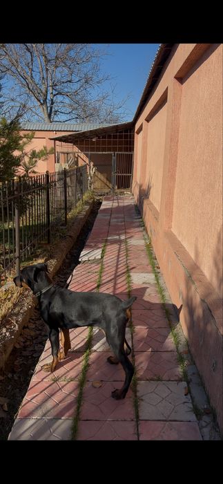 Доберман 4 месяца