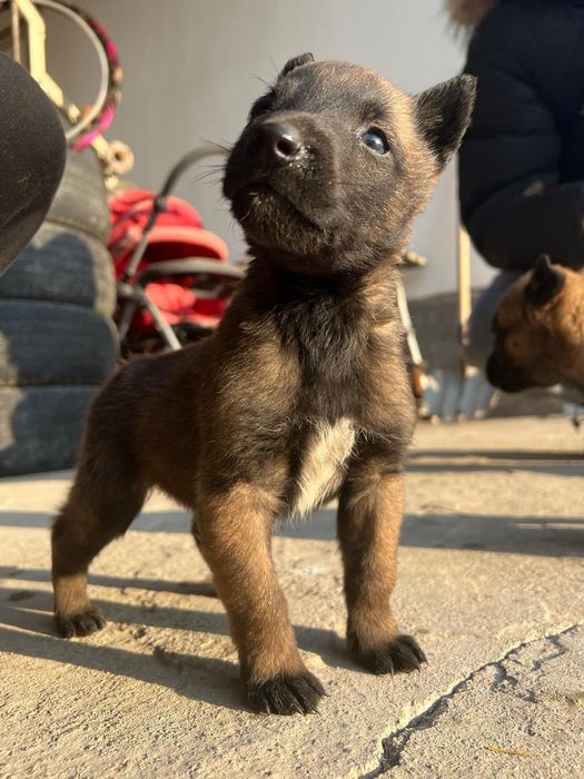 Продам малинуа бельгийский овчарка