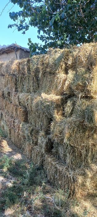 Беда прес 30 000 сум дастафкаси  шахар ичида  бепул