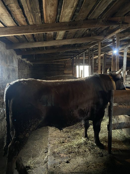 Продам бычков 5 голов