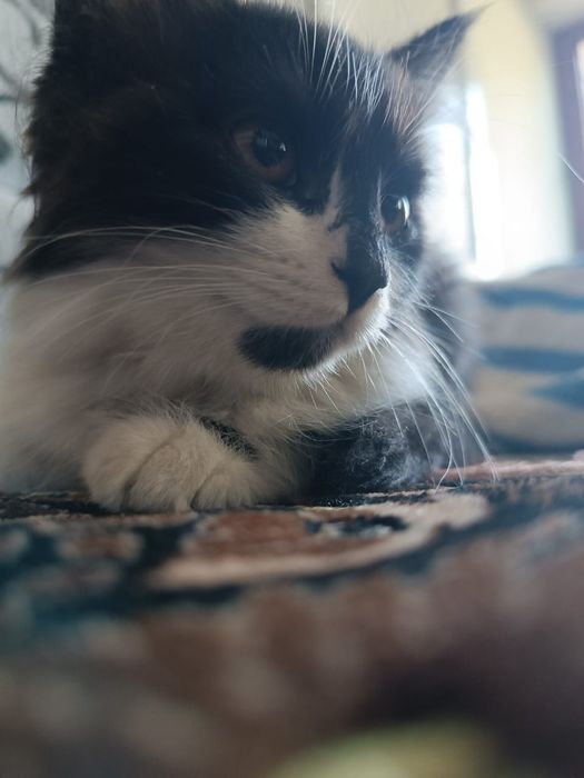 Кошечка в добрые руки