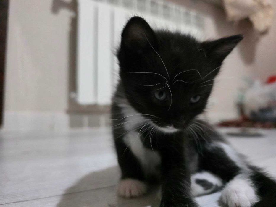 Отдам кошечку и котят в хорошие руки. Домашние, чистые , здоровые