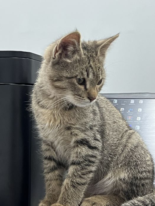 Котик даром в хорошие руки