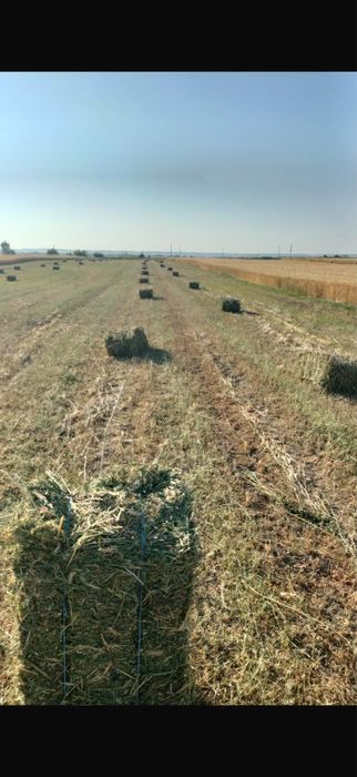 Baloți de paie de vânzare