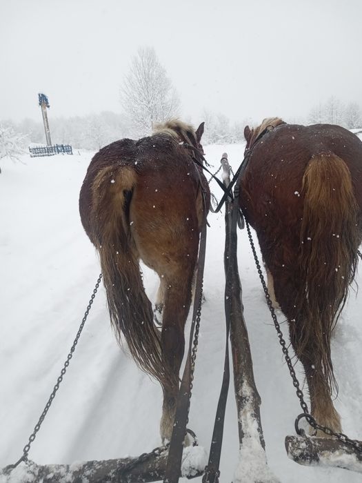 Vând mânz în Cupșeni