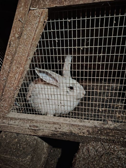 Кролики крупной породы