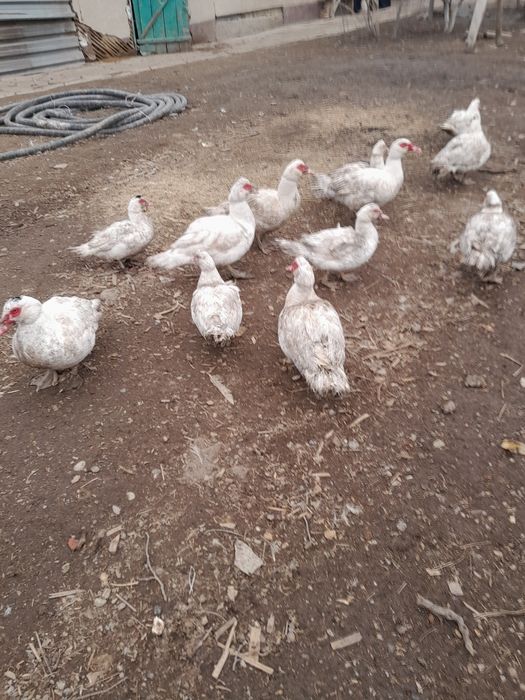 Яйца индоутки тяжелой линии