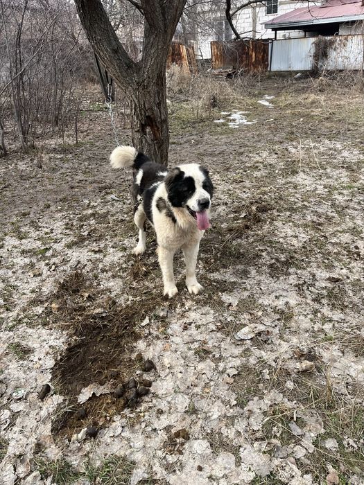 Продается Алабай  боец до 55 кг