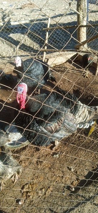 Туйе тауык 120.000мын