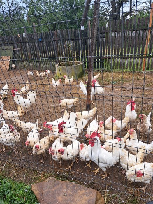 Oua de incubat gaini rasa Leghorn alb