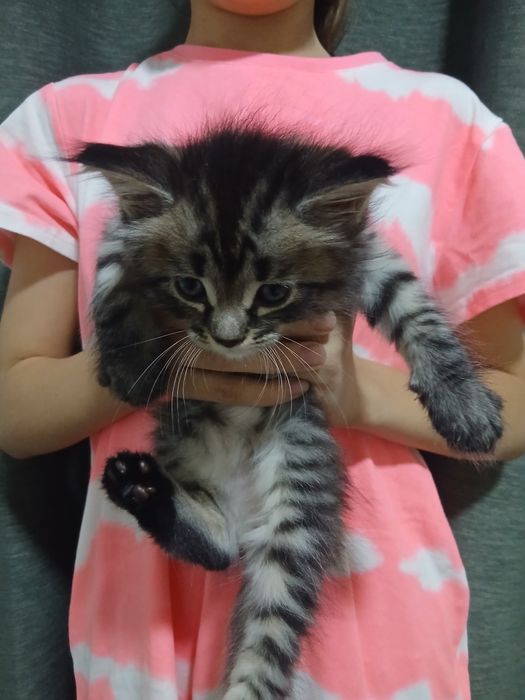 Отдам котят в добрые руки