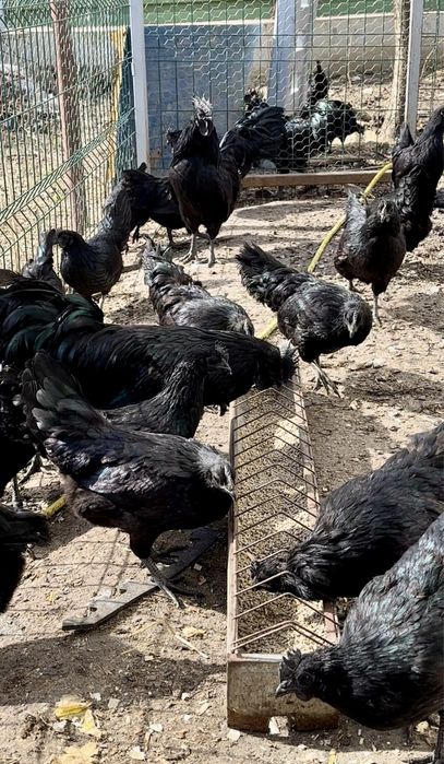 Oua de incubat ayam cemani, rasa pura, gaini complet negre