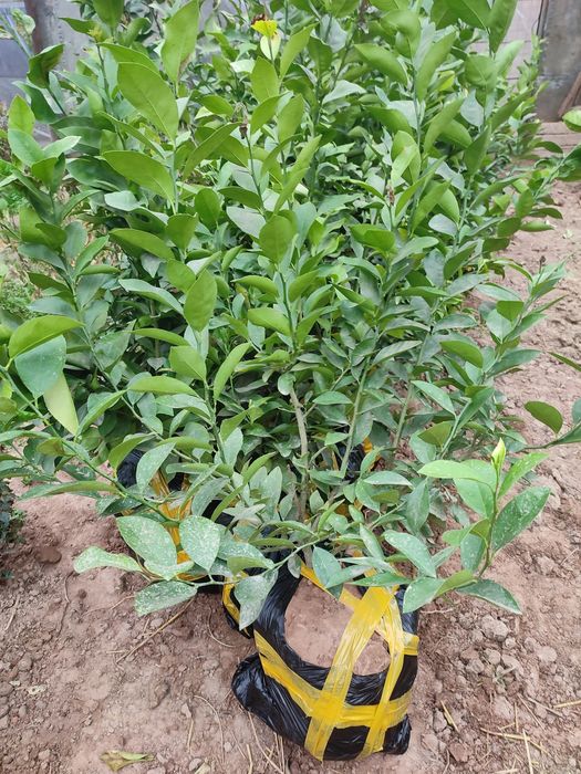 Лемон,апилси,мандарин кучатлар