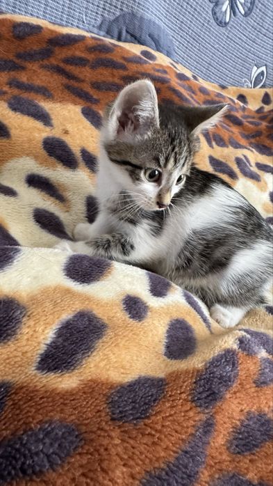 Отдадим котят в добрые руки