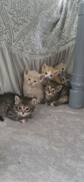 Mushuk bollari  mushuk sergili 1 da tekin