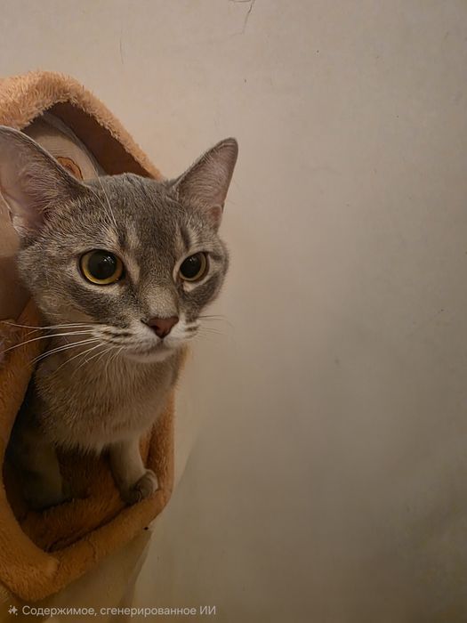 Абиссинская кошка