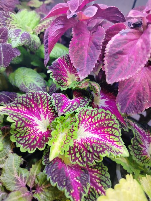 Продам срезы колеусов, традесканции.