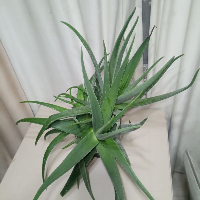 Алое вера,красивый ,молодой