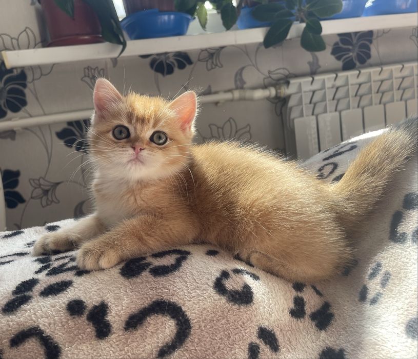 Скоттиш страйт(девочка)