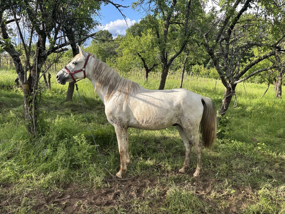 Schimb cal shagya arab