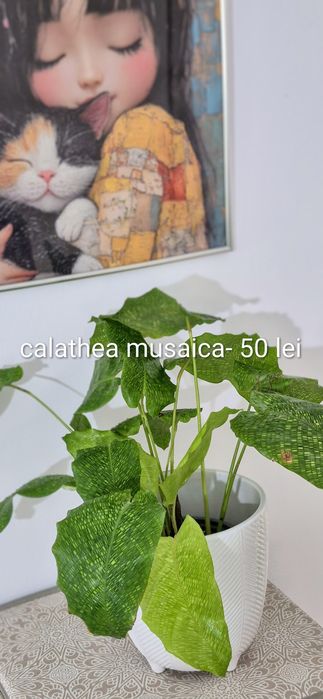 Monstera, begonia, scindapsus , philodendron, thai,aglaonema