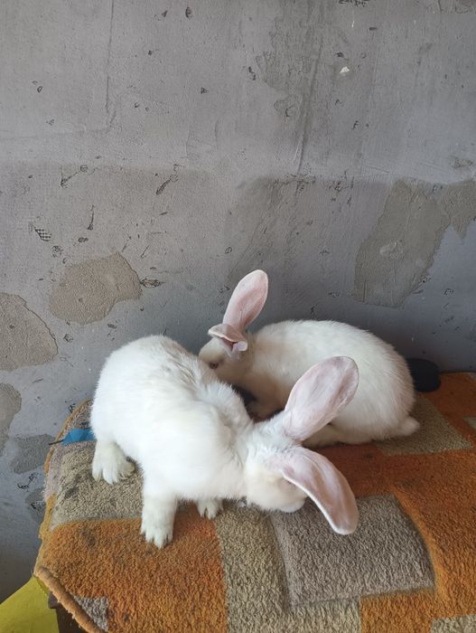 Vând iepuri  talie mare și mica