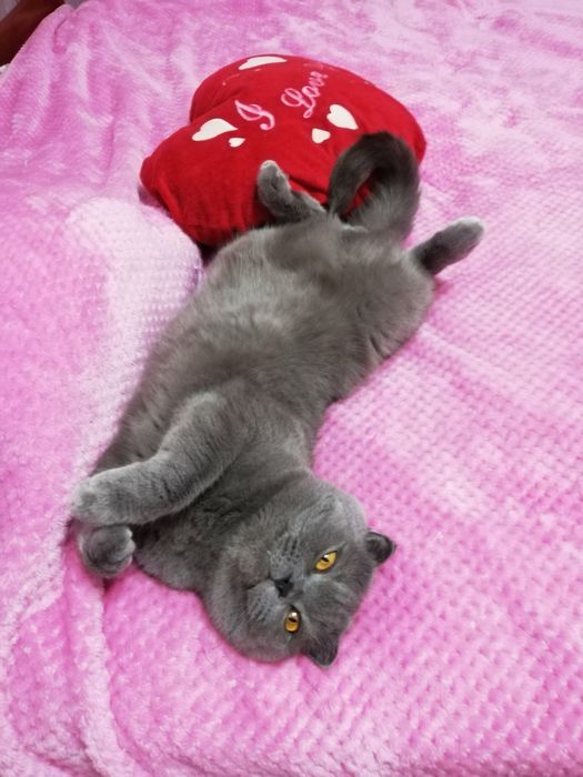 Отдам кота бесплатно!!!