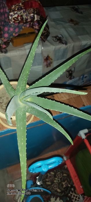 Алоэ-Вера лечебный