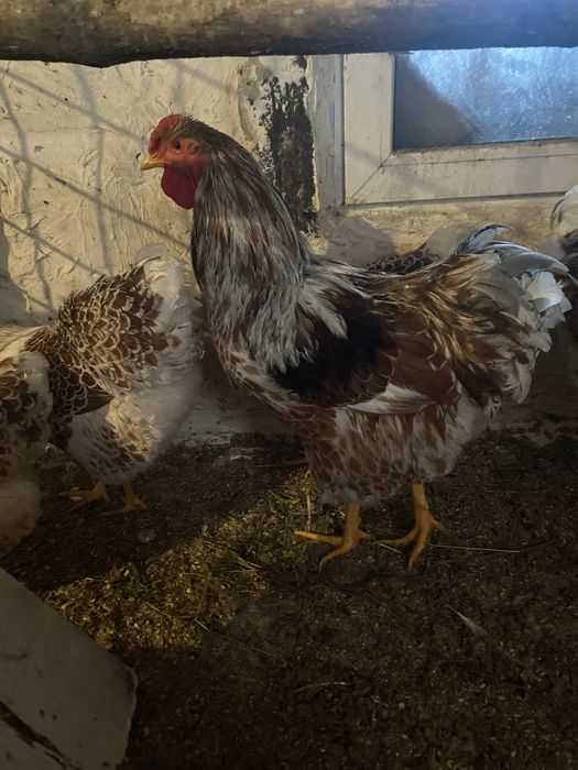 Vand Cocosi matase japonez,araucana,wyandotte gsg,splash  si argint
