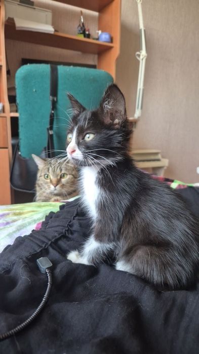 Отдам котенка в добрые руки