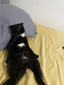 Отдам котика в добрые руки