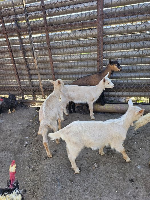 Vand iezi Zane cu Alpin