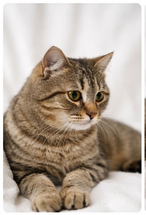 В добрые руки кошечка Муся