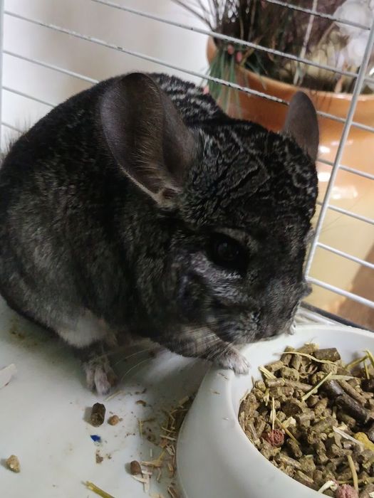 Două chinchilla super blânde