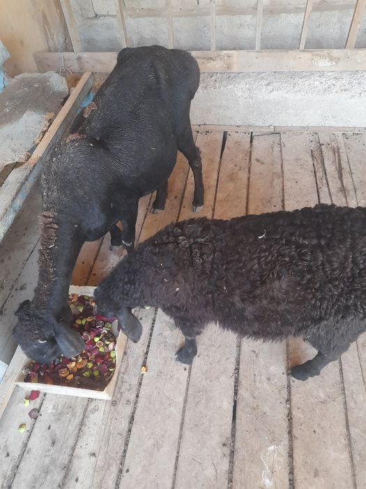 Кой козы козысы еркек сатылады
