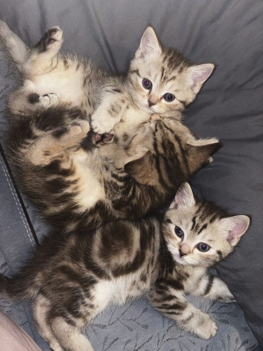 Продам котят в хорошие руки ( 2 месяца )