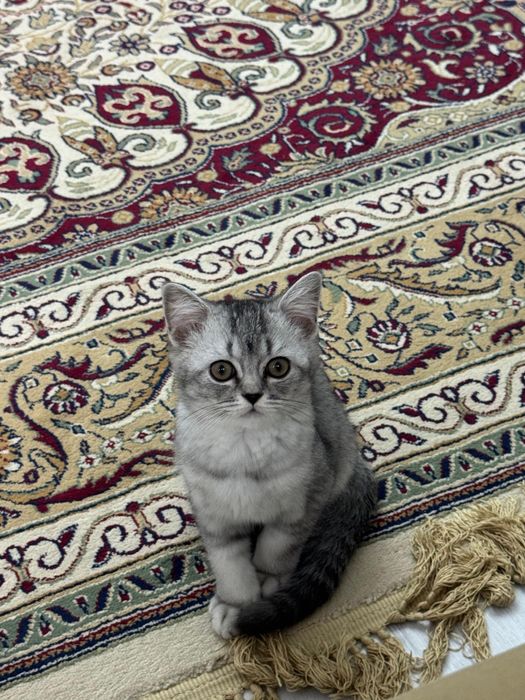 Продается Кошкаа