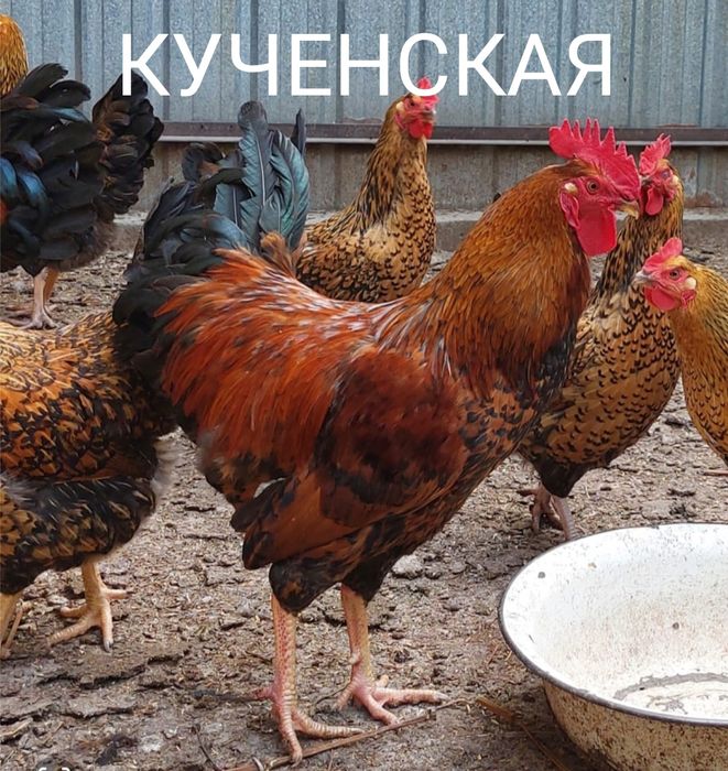 Продам Цыплят. Цены разные..