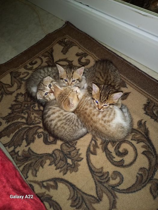Отдам котят в добрые руки