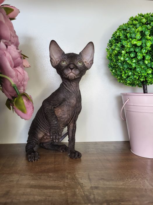 Донские Сфинксы Велюр.