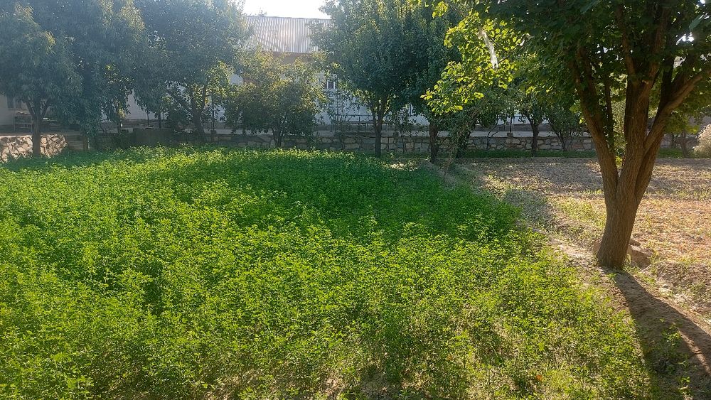 Ховли сотилади 15 сотикли