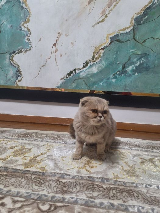 Scottish Fold (qulog'i qayrilgan)