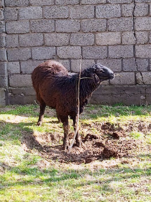 Бағылған қошқарлар сатылады