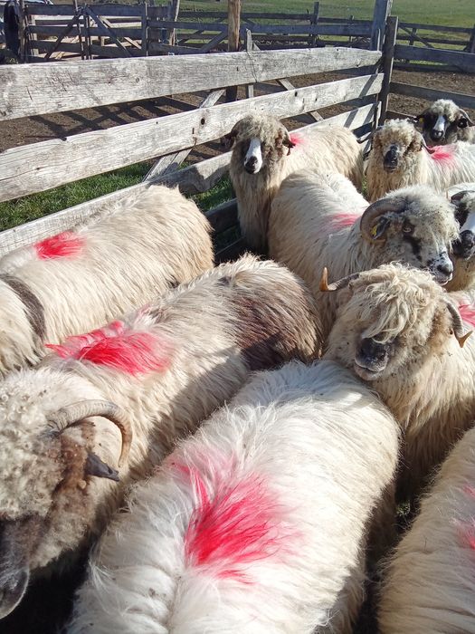 Oi frumoase de vanzare