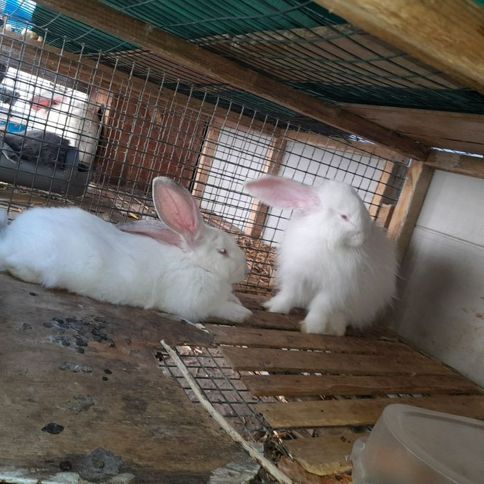 Куёнлар сотаман.