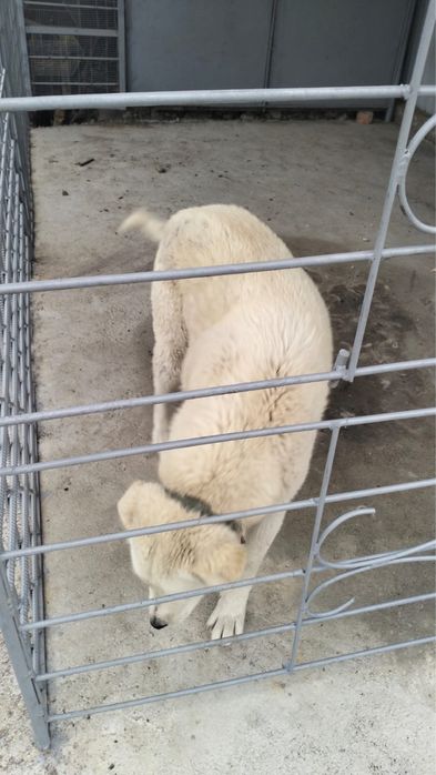 Продам щенка пародистого ТОБЕТА