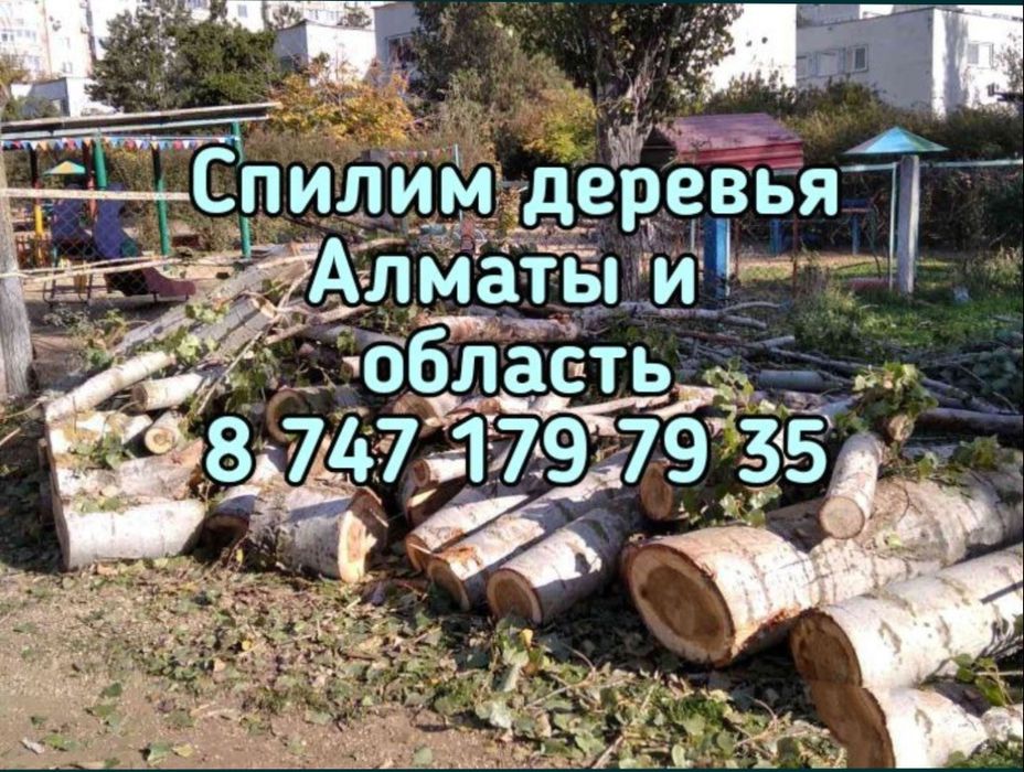 Спил дерева. Спилить дерево. Ағаш кесемиз. Обрезка пилим