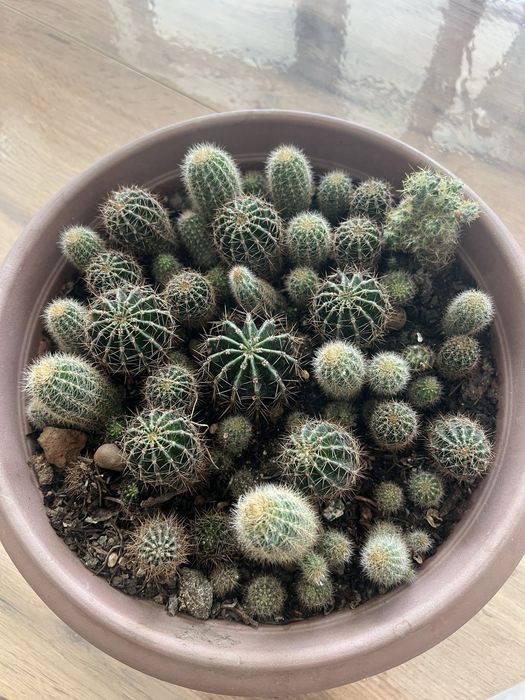 Кактусы маленькие
